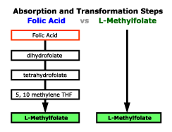 Absorption and Transformation Steps of Folic Acid vs Bioactiv Folate